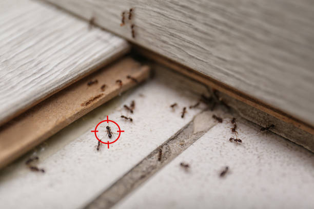 Best Best Pest Control Companies  in Fort Bragg, CA